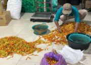 Lewat Digital, Petani Cabai Sleman tak Lagi Tergantung Tengkulak