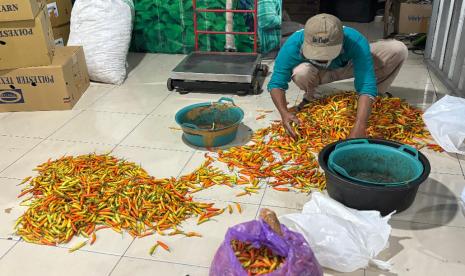 lewat-digital,-petani-cabai-sleman-tak-lagi-tergantung-tengkulak