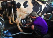 Kementan Impor 1.573 Sapi Perah, Perkuat Produksi Susu Nasional