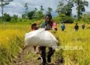 Varietas Padi ‘Spesial’ yang Dikembangkan Kodam Bukit Barisan, Begini Penjelasannya