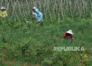 Gabah dan Cabai Dongkrak Nilai Tukar Petani