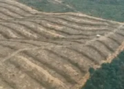 Diduga Ilegal, Sertifikat Perkebunan Sawit di Taman Nasional Tesso Nilo Riau Dicabut