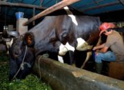 BRI Genjot Produksi Susu Klaster Ponorogo, Peternak Untung!