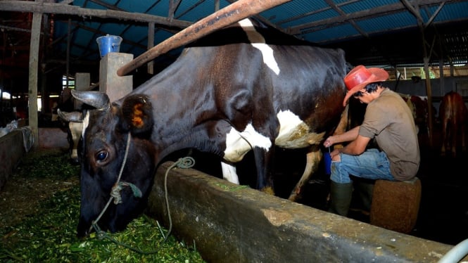 dapatkan-fasilitas-pembiayaan-dan-transaksi-dari-bri,-klaster-susu-di-ponorogo-berhasil-tingkatkan-kapasitas-produksi