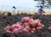BI Malang Berdayakan, Tingkatkan Kualitas Panen Petani Watuwungkuk