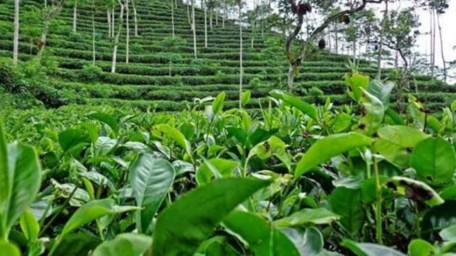 teh-indonesia-ini-punya-‘heritage-of-pride’,-tak-hanya-soal-rasa