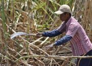 Mentan Bongkar 500 Ribu Ha Lahan Tebu Petani