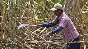 mentan-mau-bongkar-500-ribu-ha-lahan-petani-imbas-tebu-kurang-manis