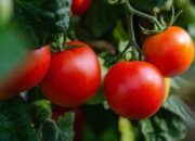 JUT Permudah Petani Bondowoso Tingkatkan Produktivitas Tomat