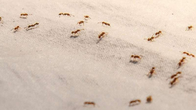 terinsipirasi-koloni-semut,-lahir-‘swarm-intelligence’