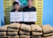 Satres Narkoba Polres Pasaman Gagalkan Peredaran 21 Paket Ganja