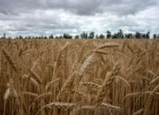 RI Beli Produk Pertanian AS Rp73,32 T Demi Tarif