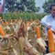 mentan-tegaskan-produksi-jagung-ri-surplus