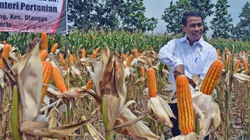 mentan-tegaskan-produksi-jagung-ri-surplus