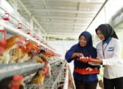 PNM Beri Ayam, Masyarakat Kopeng Berdaya dan Sejahtera