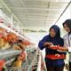 bantu-ekonomi-dan-pangan,-pnm-bagikan-240-ekor-ayam