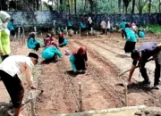 SMPN 2 Enam Lingkung Kembangkan Ladang Palawija, Terapkan Kurikulum Merdeka