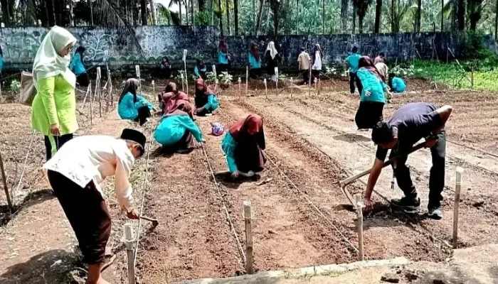 SMPN 2 Enam Lingkung Kembangkan Ladang Palawija, Terapkan Kurikulum Merdeka