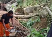 Hujan Angin Robohkan Pohon, Dapur Warga Batang Arau Ambruk