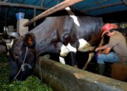 KUR BRI Dorong Tommy Wavolta Kembangkan Bisnis Pakan Ternak Hingga Laris