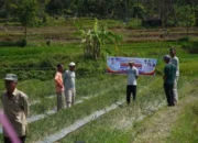 Petani Cubadak Panen Raya Bawang, Bupati Apresiasi Ketahanan Pangan