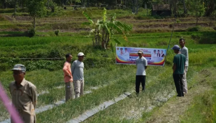 Petani Cubadak Panen Raya Bawang, Bupati Apresiasi Ketahanan Pangan