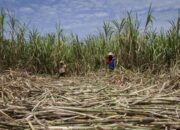 Puluhan Ribu Ton Gula Tak Terserap, Petani Tebu Jatim Ancam Mogok