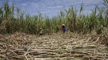 puluhan-ribu-ton-gula-tak-terserap,-petani-tebu-jatim-ancam-mogok