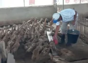 Mantan Kacab Bank Nagari Beternak Itik di Talawi Sawahlunto, Jadi Inspirasi Warga