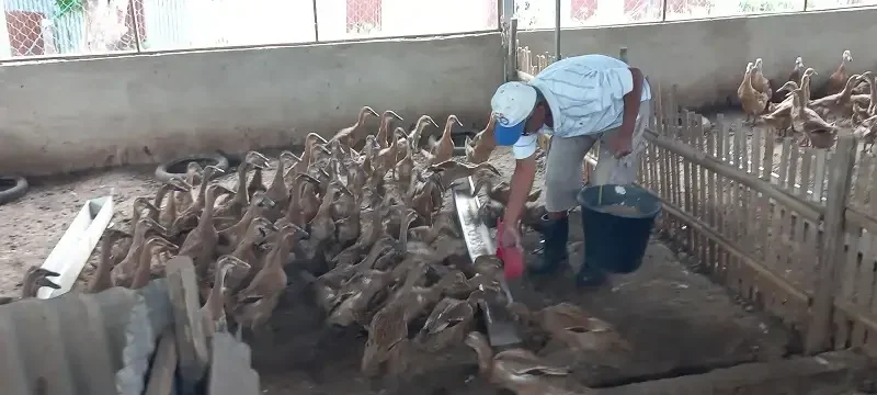 mantan-kacab-bank-nagari-beternak-itik-di-talawi-sawahlunto,-jadi-inspirasi-warga