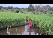 Perkuat Ketahanan Energi hingga Ketahanan Pangan, Pertamina Kembangkan 110 Inovasi lewat Program PFmuda