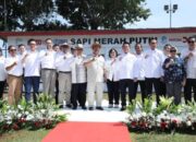 BRI Pacu Swasembada Pangan, Danai Program Sapi Merah Putih Unggulan