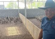 Wakil Ketua DPRD Sawahlunto Kembangkan Peternakan Itik di Lahan Bekas Tambang