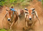 Lima Tradisi Unik Pariaman: Tabuik, Pacu Jawi, Hingga Batagak Penghulu