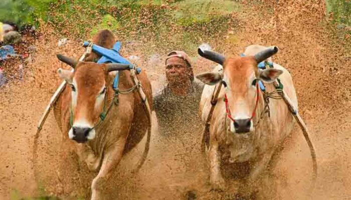 Lima Tradisi Unik Pariaman: Tabuik, Pacu Jawi, Hingga Batagak Penghulu