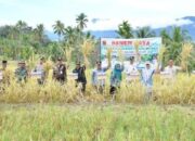 Agam Genjot SPM, Bupati Apresiasi Panen Raya Petani