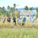 semarak-sawah-pokok-murah,-bupati-agam-panen-di-dua-nagari