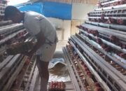 Kades Marwan Kembangkan Ternak Ayam, Tingkatkan Ekonomi Keluarga