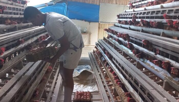 Kades Marwan Kembangkan Ternak Ayam, Tingkatkan Ekonomi Keluarga