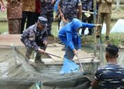 TNI AL Panen Raya, Dukung Ketahanan Pangan di Pariaman