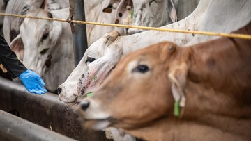 40-ribu-lebih-sapi-impor-masuk-ri,-siap-pasok-program-mbg