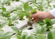 Pekerjaan Hijau Melejit: Ini Profesi Masa Depan, Gaji Fantastis!