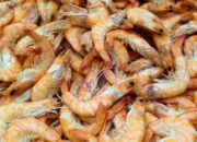 Pengusaha Tambak Tegaskan Kasus Radioaktif Udang Bisa Ganggu Rantai Pasok Nasional