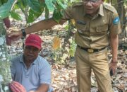Petani Kakao Talawi Didorong Tingkatkan Panen dengan Perawatan Intensif