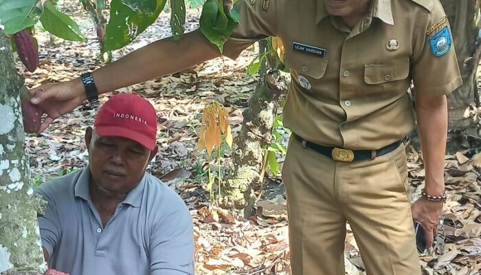 Petani Kakao Talawi Didorong Tingkatkan Panen dengan Perawatan Intensif