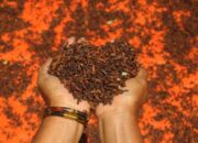 Cegah Meluas, Pemerintah Investigasi Cengkih Terpapar Radioaktif Cs-137