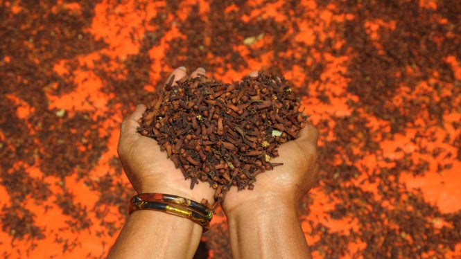 heboh-cengkih-indonesia-juga-dilaporkan-terpapar-radioaktif,-pemerintah-gelar-investigasi