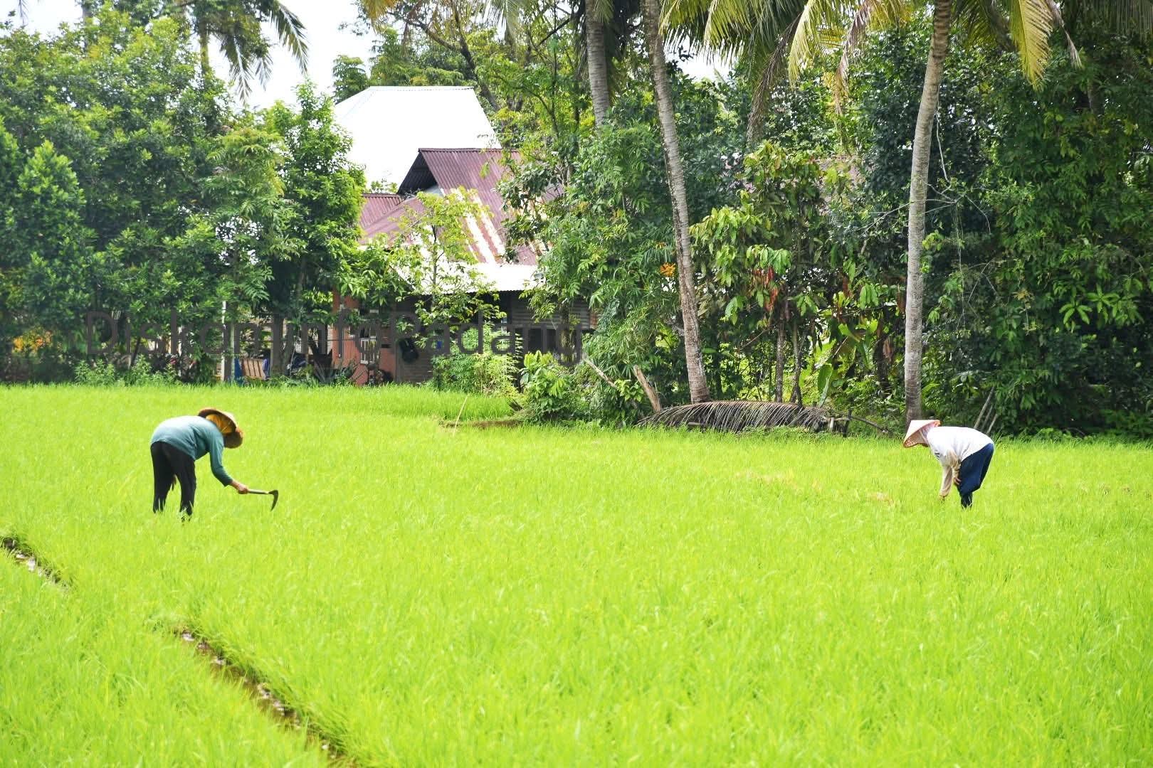 jaringan-irigasi-dibangun,-petani-di-padang-tidak-galau-lagi-akan-kekurangan-air