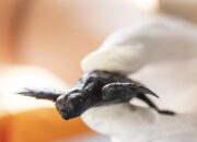 Cerita Warga Bintan, Selamatkan Telur Penyu Dari Ancaman Punah