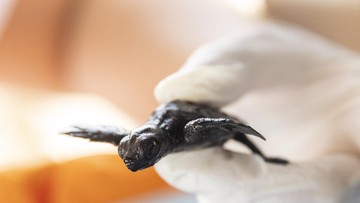 cerita-warga-bintan,-selamatkan-telur-penyu-dari-ancaman-punah